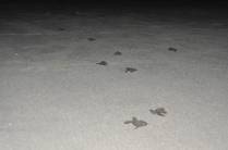 Tartarugas recém nascidas caminham para o mar na Reserva del Flor, em San Juan del Sur, na Nicarágua